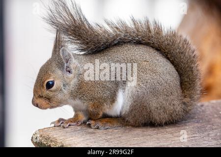 L'écureuil japonais (Sciurus lis) est un écureuil arboricole du genre Sciurus endémique du Japon. Banque D'Images