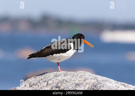 Huîtrier pie (Haematopus ostralegus) Banque D'Images