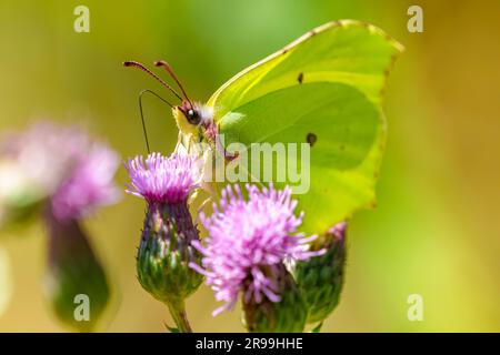 Papillon commun en pierre d'brimace, Gonepteryx rhamni, perching sur la plante Banque D'Images