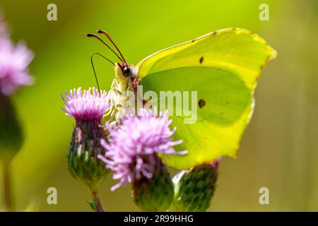 Papillon commun en pierre d'brimace, Gonepteryx rhamni, perching sur la plante Banque D'Images