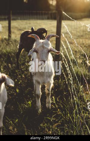 la chèvre blanc avec des cornes se tient dans l'herbe verte dans la lumière chaude d'un coucher de soleil d'été par une clôture en métal et regarde directement dans la caméra. derrière un g blanc Banque D'Images