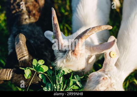 Les chèvres blanches avec des cornes et le bélier noir avec d'énormes cornes mangent le trèfle d'herbe verte de près. Banque D'Images