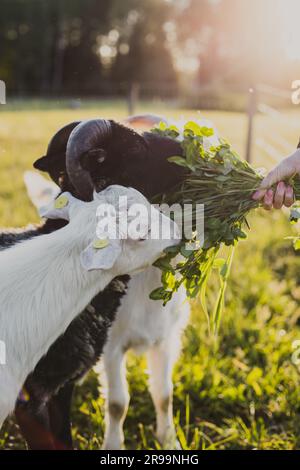 La main de la femme nourrissant le trèfle d'herbe verte aux béliers blancs et la chèvre à cornes noires dans l'herbe verte dans la lumière chaude de coucher de soleil d'été. Banque D'Images