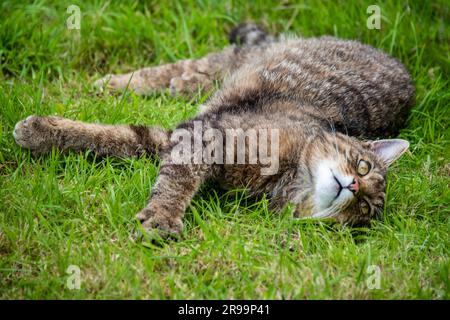 Wildcat couché dans l'herbe ensoleillée Banque D'Images