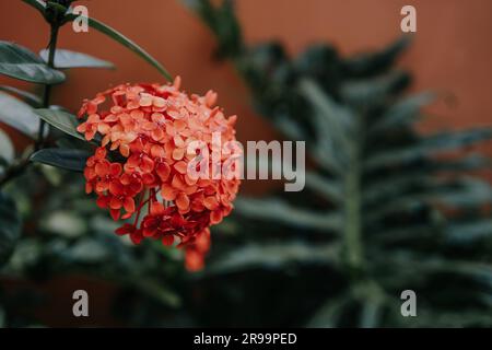 Cette image capture une fleur rouge éclatante avec des feuilles vertes luxuriantes sur un fond sombre, mettant en valeur sa beauté stupéfiante. Banque D'Images