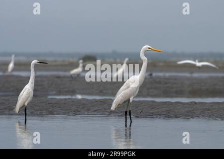 Le petit aigrette (Egretta garzetta) et le Grand Egret (Ardea alba) observés à Gajoldabal au Bengale occidental, en Inde Banque D'Images