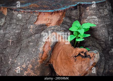Unique et belle table de racine d'arbre en bois massif avec plante verte en croissance Banque D'Images