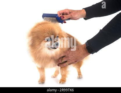 pomeranian senior devant un fond blanc Banque D'Images