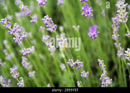 Gros plan d'une petite araignée jaune (Neoscona adianta) assise sur une toile sur une fleur de lavande dans les premiers jours de floraison en juin. Image horizontale avec Banque D'Images