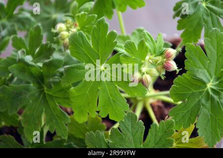 Gros plan des feuilles vertes fraîches et des petits bourgeons de géranium bulgare - une plante aromatique utilisée en médecine traditionnelle et en aromathérapie. Horizontale i Banque D'Images