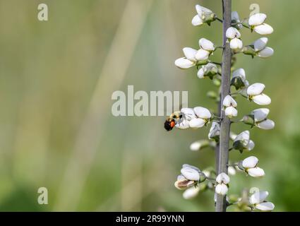 Image en gros plan de l'abeille bourdonnante rassemblant du pollen sur la fleur blanche dans le pré Banque D'Images