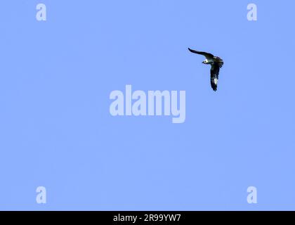 Grand oiseau de proie Osprey qui survole sous le ciel bleu Banque D'Images