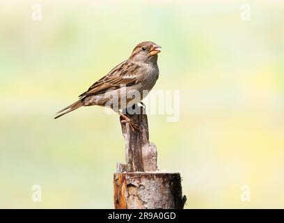 Gros plan de la femme House Sparrow, Passer domesticus, sur la tache d'alimentation au-dessus du tronc d'arbre scié en regardant vers le haut avec contact des yeux et des jambes avec des ongles tranchants Banque D'Images