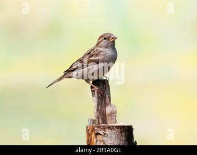 Gros plan de la femme House Sparrow, Passer domesticus, sur la tache d'alimentation au-dessus du tronc d'arbre scié en regardant vers le haut avec contact des yeux et des jambes avec des ongles tranchants Banque D'Images