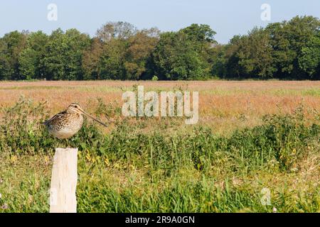 Great Snipe, Gallinago Media, sur un nouveau poteau en bois de Chestnut contre le fond de l'habitat naturel avec des piscines et des plantes de marais Banque D'Images