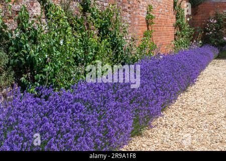 Une rangée de lavande violette colorée dans un jardin clos à Mottiisfont Estate, Hampshire, Angleterre, Royaume-Uni, pendant le mois de juin Banque D'Images
