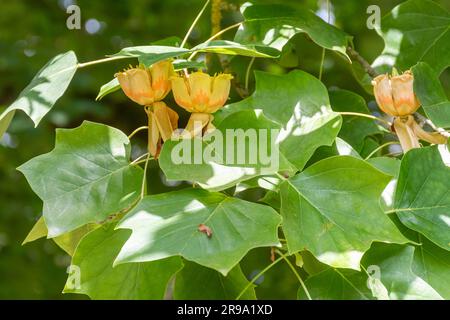 Tulipe (Liriodendron tulipifera) en fleur au mois de juin, floraison d'arbres ornementaux dans un parc, Royaume-Uni Banque D'Images