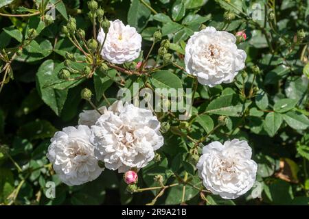 Rose 'Little White PET', un arbuste rose avec des grappes de petits pompons blancs floraison en juin ou en été, Angleterre, Royaume-Uni Banque D'Images