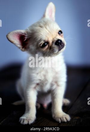 Le chiot chihuahua blanc mignon est assis sur une table en bois Banque D'Images