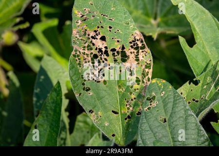 Feuille de soja avec trous de squelette de dommages d'insecte. Agriculture, lutte contre les insectes et défoliation des plantes. Banque D'Images