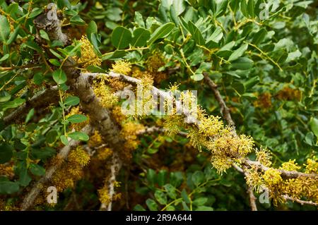 Caroubier (Ceratonia siliqua) fleurs femelles florissantes inflorescence (Tárbena, Marina Baixa, Alicante, Communauté valencienne, Espagne) Banque D'Images