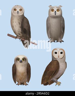 Hibou. La sagesse réaliste des oiseaux sauvages volent différentes races décent vecteur nature symboles Illustration de Vecteur