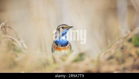 Blanc tacheté de bleu et d'éthroat Luscinia svecica cyanula assis sur une journée glaciale sur un sol givré, la meilleure photo. Banque D'Images