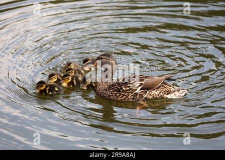 Canard colvert avec canetons nageant dans l'eau. Femelle de canard sauvage avec de petits oiseaux près du lac d'été Banque D'Images