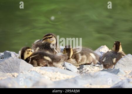 Conduits Mallard dormant sur des pierres de la côte du lac. Des oiseaux en été près de l'eau Banque D'Images