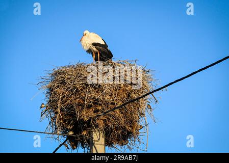 Un impressionnant cigogne blanche se trouve au sommet d'un nid impressionnant sur un poteau utilitaire créant un habitat pour des dizaines de petits oiseaux, près des montagnes Riff, au Maroc Banque D'Images