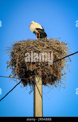 Un impressionnant cigogne blanche se trouve au sommet d'un nid impressionnant sur un poteau utilitaire créant un habitat pour des dizaines de petits oiseaux, près des montagnes Riff, au Maroc Banque D'Images