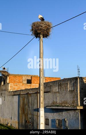 Un impressionnant cigogne blanche se trouve au sommet d'un nid impressionnant sur un poteau utilitaire créant un habitat pour des dizaines de petits oiseaux, près des montagnes Riff, au Maroc Banque D'Images