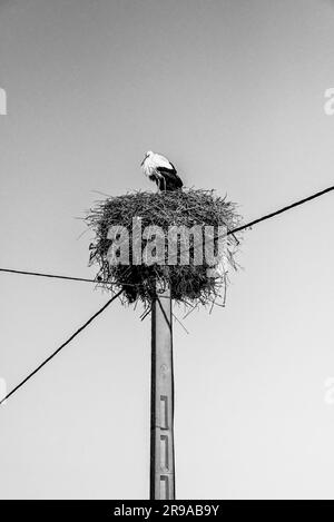 Un impressionnant cigogne blanche se trouve au sommet d'un nid impressionnant sur un poteau utilitaire créant un habitat pour des dizaines de petits oiseaux, près des montagnes Riff, au Maroc Banque D'Images
