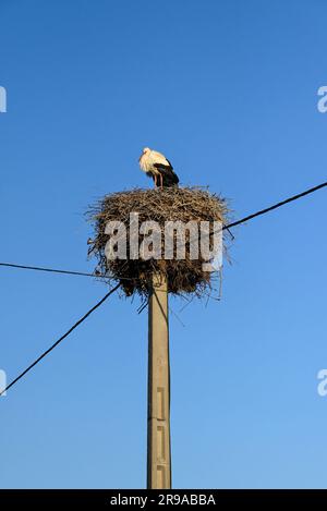 Un impressionnant cigogne blanche se trouve au sommet d'un nid impressionnant sur un poteau utilitaire créant un habitat pour des dizaines de petits oiseaux, près des montagnes Riff, au Maroc Banque D'Images