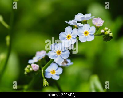 Fleurs bleues de l'été florissant marginal aquatique robuste vivace, Myosotis scorpiodes, l'eau ne m'oublie pas Banque D'Images