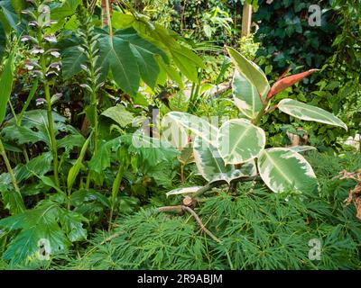 La plante de caoutchouc à cépage, Ficus elastica 'Tricolor', bénéficie de vacances d'été à l'extérieur à l'ombre abritée Banque D'Images