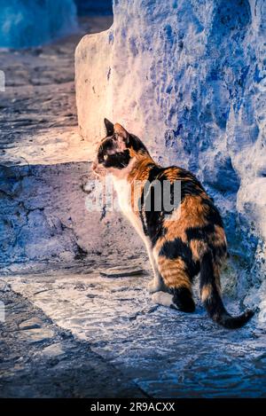 Un calico chat en alerte parmi le labyrinthe d'escaliers et de marches dans la ville bleue, Chefchaouen, Maroc Banque D'Images