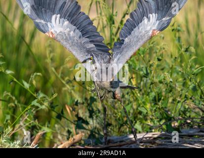 Un grand héron bleu qui s'envole à courte distance avec des ailes verticales, dans un habitat naturel verdoyant. Banque D'Images