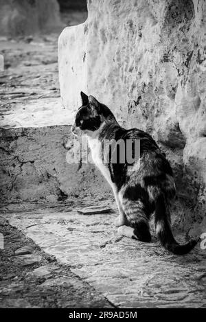 Un chat Calico en alerte parmi le labyrinthe d'escaliers et de marches à Chefchaouen, Maroc en noir et blanc Banque D'Images