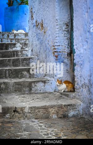 Un chat blanc et orange se reposant sur des escaliers anciens et des marches dans la ville bleue, Chefchaouen, Maroc Banque D'Images