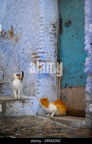 Un chat Calico et un chat orange et blanc grue leur cou vers le haut sur le regard dehors pour les gâteries jetés par le dessus, sur les marches d'une zone résidentielle en C Banque D'Images
