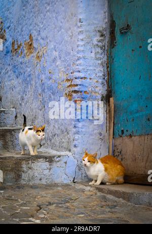 Un chat Calico et un chat orange et blanc contre une ancienne porte et des marches avec des murs bleus sont sur le regard pour les gâteries présentées d'en haut, sur la ste Banque D'Images