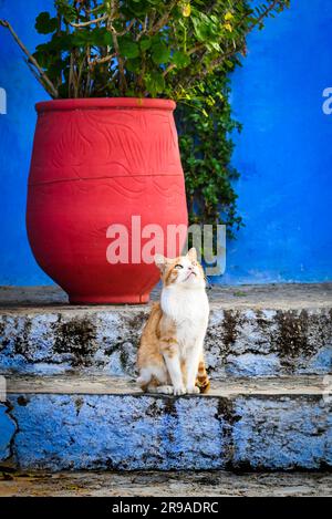 Un chat de tabby orange et blanc sur les marches bleues et les murs bleus avec un grand jardinière rouge sur le regard pour les friandises jetées d'en haut, Chefchaouen, Maroc Banque D'Images