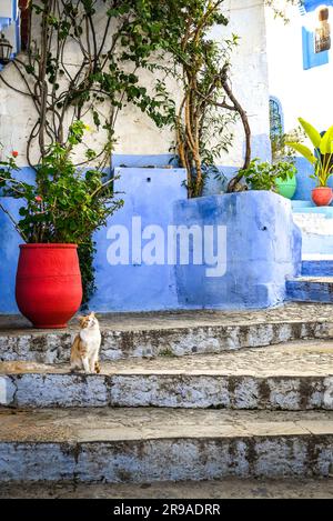 Un chat de tabby orange et blanc sur les marches bleues et les murs bleus avec un grand jardinière rouge sur le regard pour les friandises jetées d'en haut, Chefchaouen, Maroc Banque D'Images