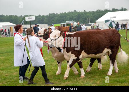 Les vaches de bétail sont jugées et exposées lors du défilé lors du spectacle agricole Royal Cheshire du 2023 juin au champ de foire de Tabley Banque D'Images