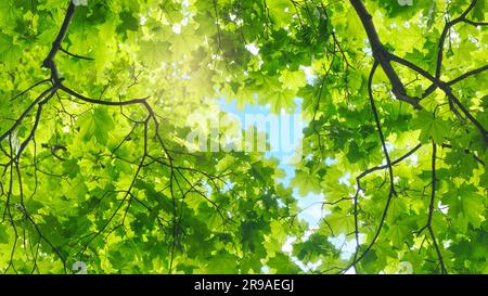 La canopée des grands arbres encadrent un ciel bleu clair, avec le soleil qui brillait à travers Banque D'Images