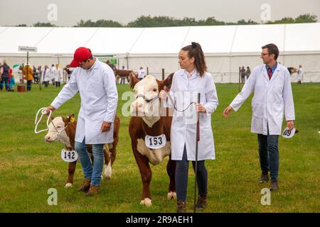 Les vaches de bétail sont jugées et exposées lors du défilé lors du spectacle agricole Royal Cheshire du 2023 juin au champ de foire de Tabley Banque D'Images