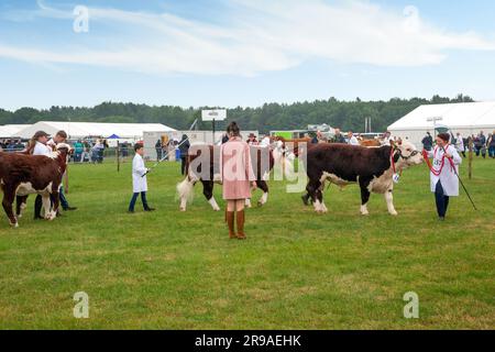 Les vaches de bétail sont jugées et exposées lors du défilé lors du spectacle agricole Royal Cheshire du 2023 juin au champ de foire de Tabley Banque D'Images