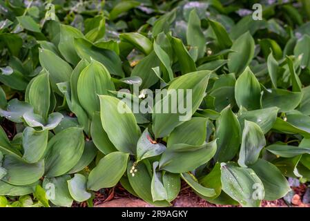 Le Lily de la vallée, parfois écrit le Lily-of-the-Valley, est une plante boisée à fleurs blanches en forme de cloche, parfumée et douce Banque D'Images