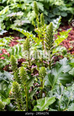 Acanthus balcanicus est une plante herbacée vivace endémique du genre Acanthus, originaire de la péninsule des Balkans, jusqu'à la Dalmatie. Banque D'Images